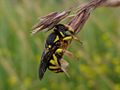 Anthidium florentinum 01.JPG