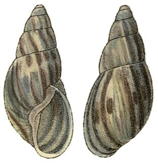 <i>Anthinus henselii</i> Species of gastropod