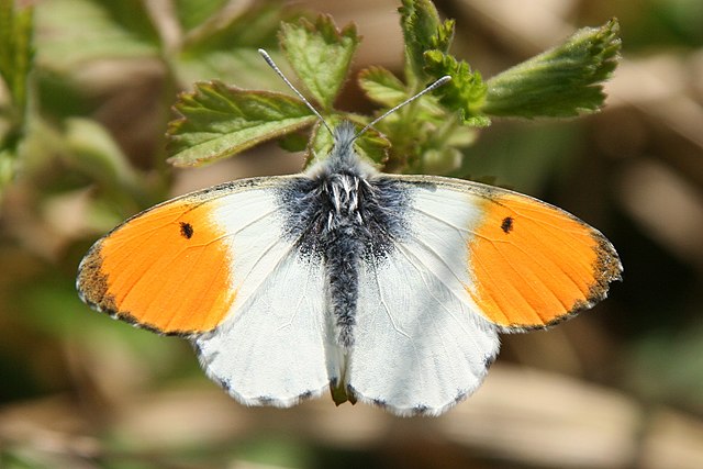 640px-Anthocharis_cardamines_Weinsberg_20080424.jpg