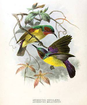 Anthreptes rhodolaemus, malacensis Keulemans .jpg