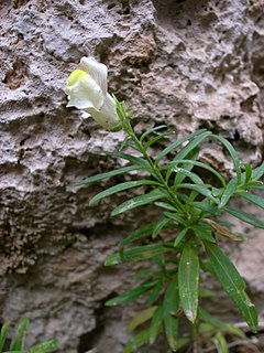 <i>Antirrhinum siculum</i> Species of plant
