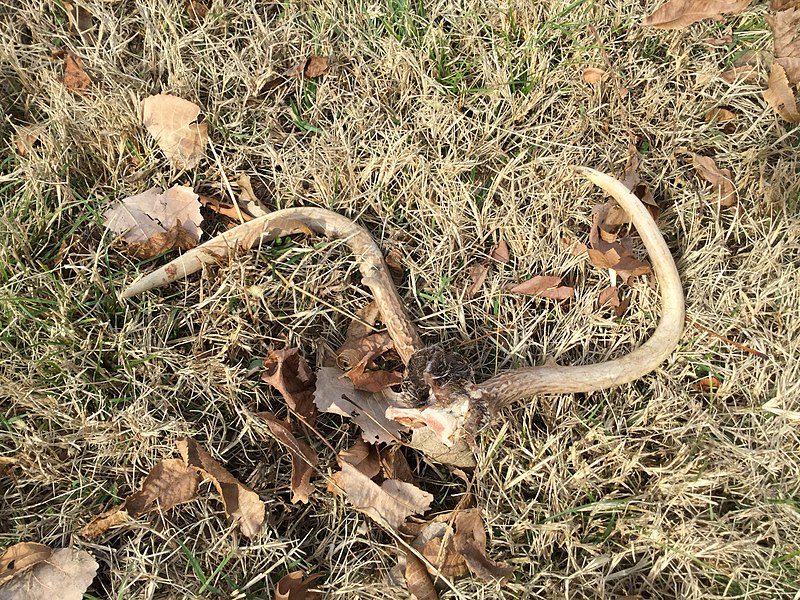 File:Antlers found shortly after being shed by a deer in Eastern Oklahoma.jpg