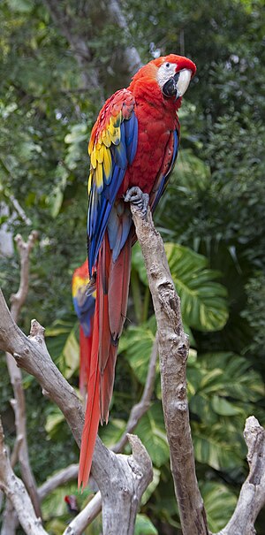 Scarlet Macaw in Yucatan, Mexico.