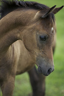 Profilbillede af en brun hingst.