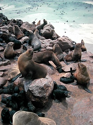 <span class="mw-page-title-main">Fur seal</span> Subfamily of mammals