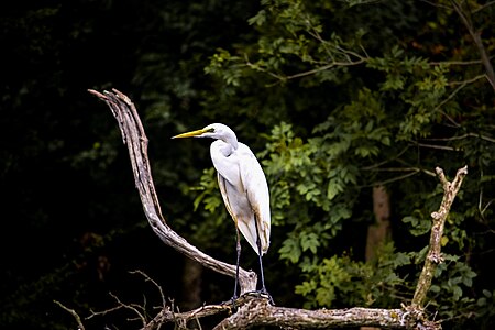 Great egret inhabiting the lower current of the Ropotamo river (Zhivko Dimitrov)