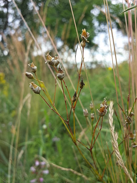 File:Arenaria procera (subsp. glabra) sl1.jpg