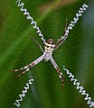 Argiope aetherea from Australia build X shaped decorations