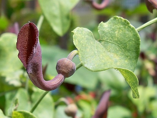 Aristoloquia (Aristolochia baetica) en Málaga