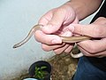 Close-up of Arrhyton exiguum being handled