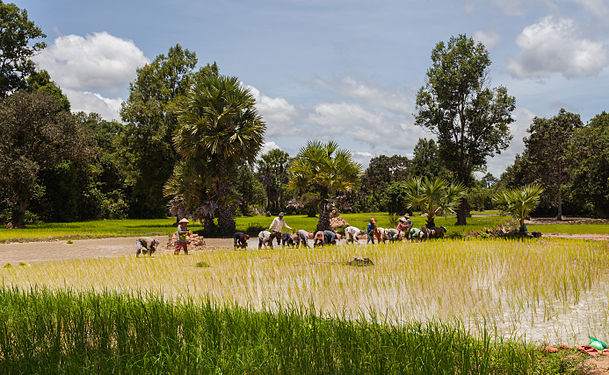Paddy field, Angkor