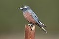 White-browed Woodswallow (Artamus superciliosus) male , Bushells Lagoon, Hawkesbury, New South Wales, Australia