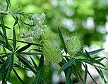 Asclepia fruticosa (Asclepiadaceae) Milkweed