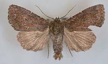 Aseptis ferruginea male.jpg