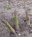 Asperges Asparagus officinalis.jpg