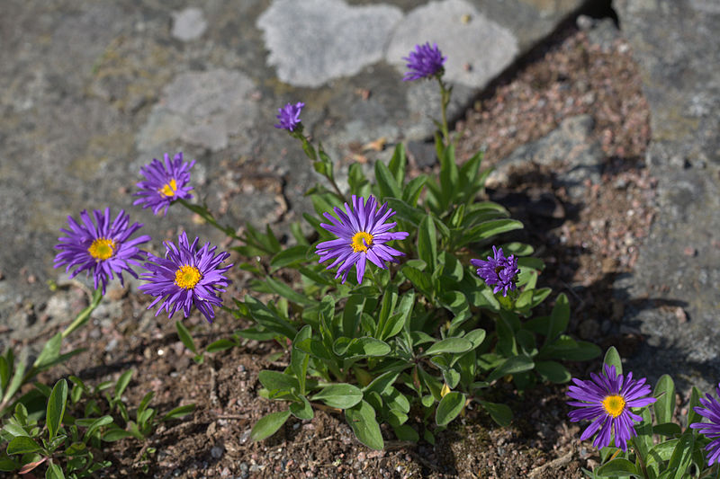 File:Aster alpinus 'Dunkle Schöne' plant 01.jpg