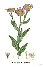 Vignette pour Aster des Pyrénées