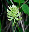 Miniatura per Astragalus glycyphyllos