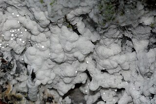 <i>Athelia</i> (fungus) genus of fungi