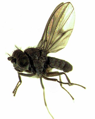 <i>Atissa</i> Genus of flies