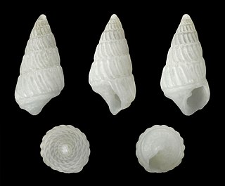 <i>Babella gloria</i> Species of gastropod