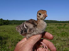 A baby turkey is called a poult Baby turkey in FL.jpg