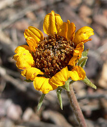 Balsamorhiza hispidula 2.jpg