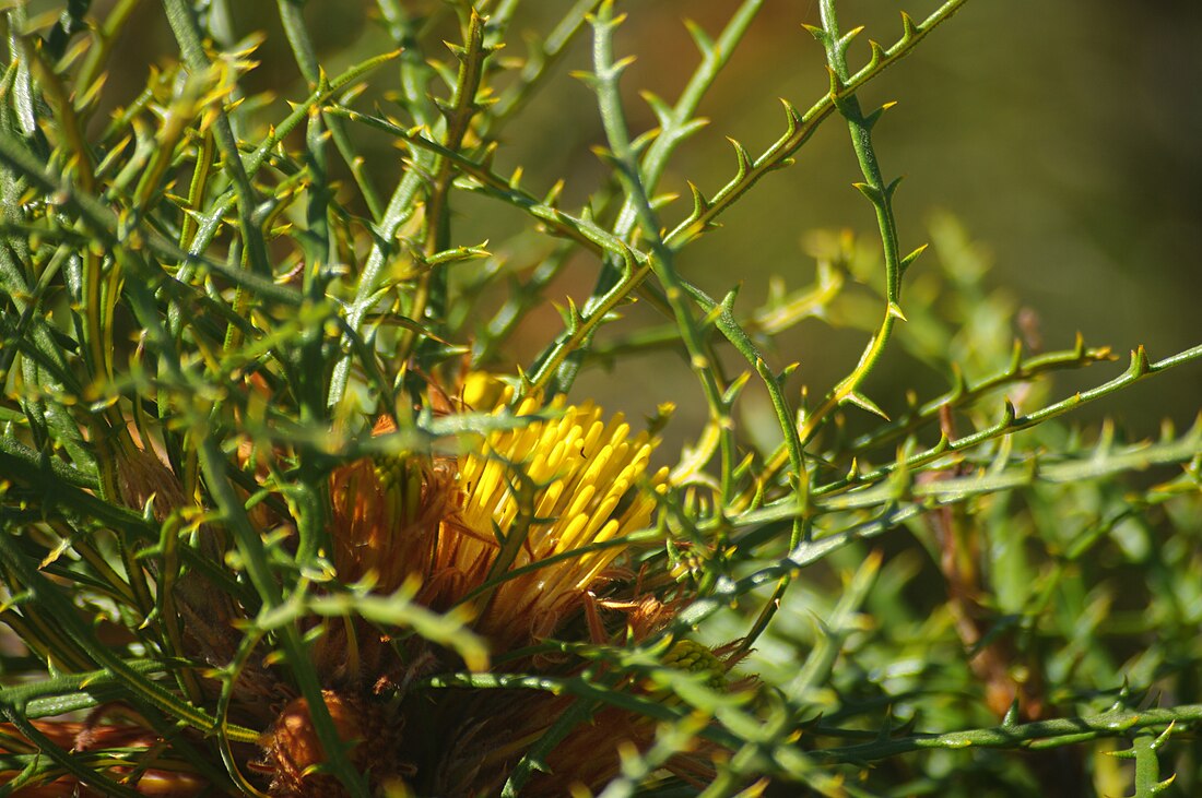 Banksia horrida