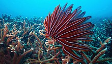 Barren Island bulu bintang dan bercabang coral.jpg