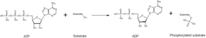 Basic phosphorylation reaction.png