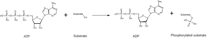 phosphorylation reaction mechanism