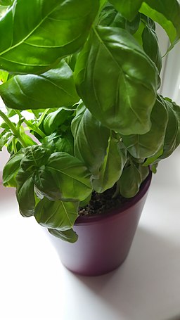 Basil in a pot