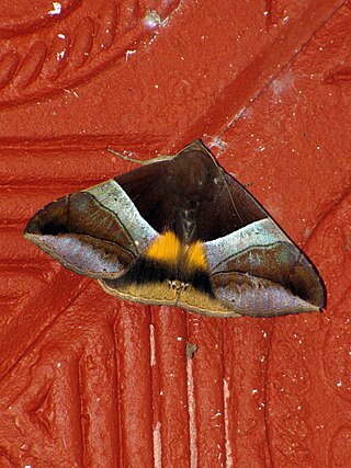 <i>Bastilla fulvotaenia</i> Species of moth