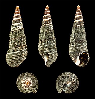 <i>Batillaria zonalis</i> Species of gastropod