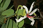 Thumbnail for Bauhinia petersiana