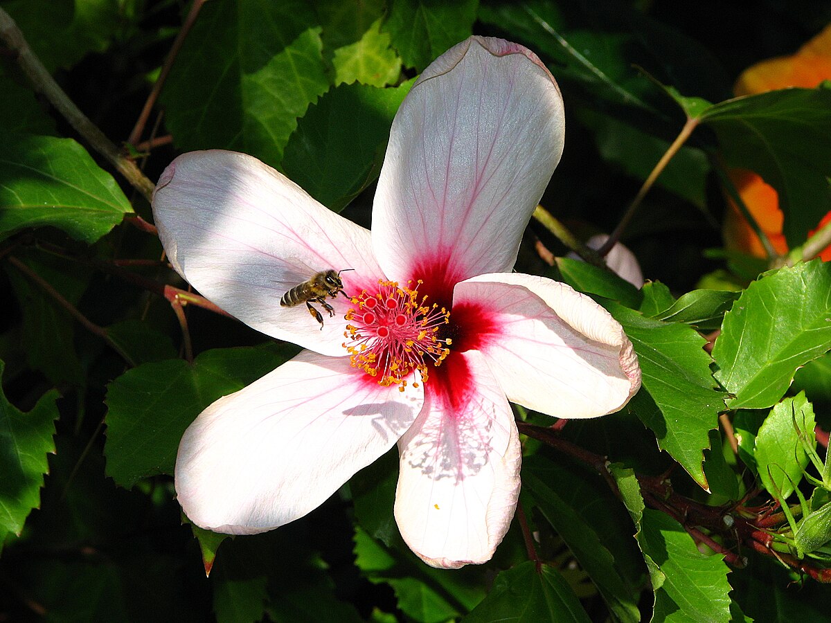 Bee-landing-on-flower-0a.jpg