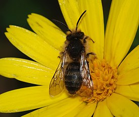 Andrena