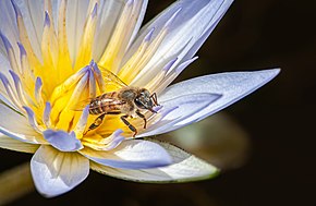 Descripción de la imagen Abeja en Loto en el Jardín Botánico de São Paulo.jpg.