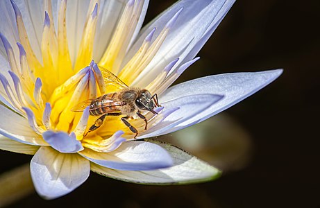 Bee in Loto in Botanical Garden of São Paulo