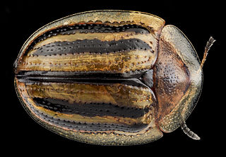 <i>Agroiconota</i> Genus of beetles