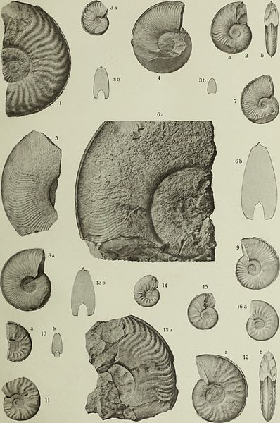 File:Beiträge zur Paläontologie und Geologie Österreich-Ungarns und des Orients - Mitteilungen des Geologischen und Paläontologischen Institutes der Universität Wien (1913) (19739842464).jpg