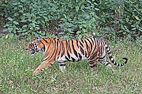 Bengal tiger (Panthera tigris tigris) female.jpg