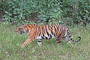 Bengal tiger (Panthera tigris tigris) female.jpg