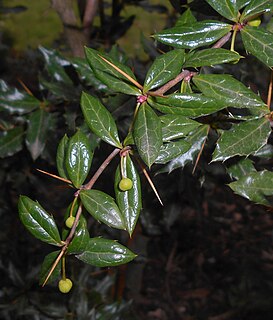 <i>Berberis candidula</i> Species of plant