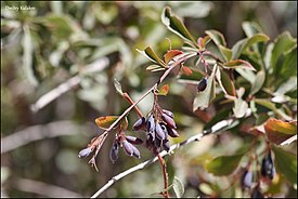 Berberis integral 53612894.jpg