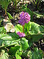 Bergenia crassifolia