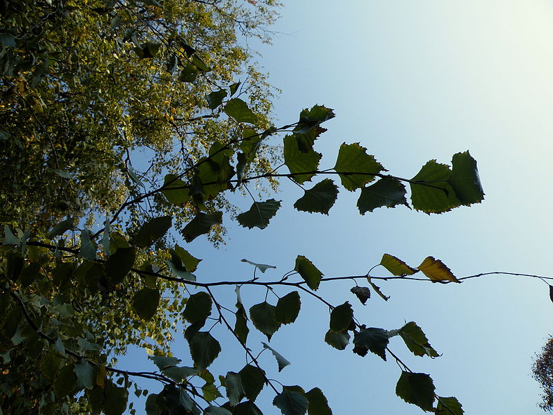 File:Betula pendula (23).JPG