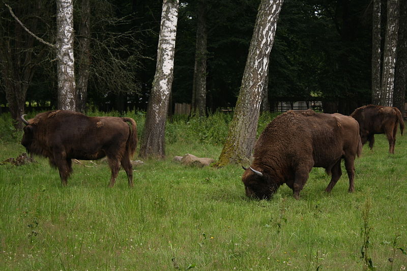 File:Białowieski Park Narodowy Zubry03.jpg