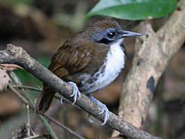 Tweekleurige miervogel