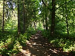 Primeval beech forests and old beech forests of the Carpathians and other regions of Europe (extension)